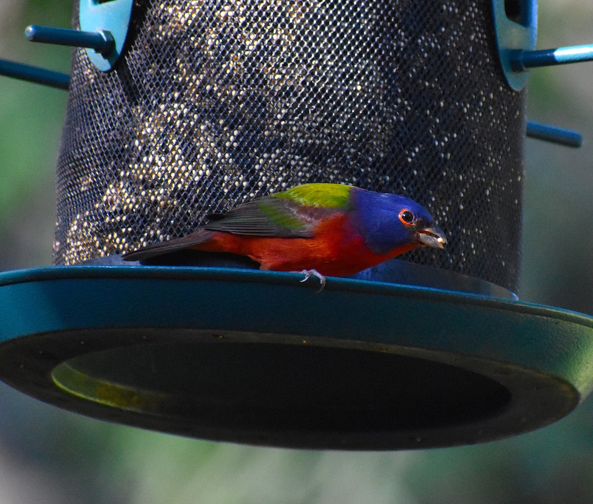 Painted Bunting - ML646088367
