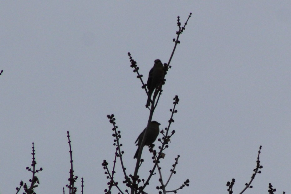 Pine Grosbeak - ML646088369