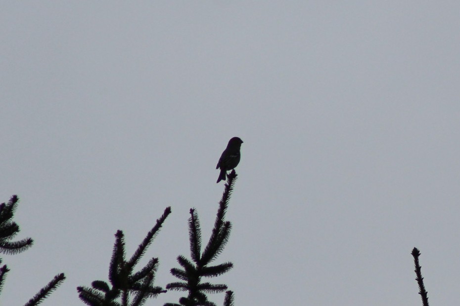 Pine Grosbeak - ML646088370