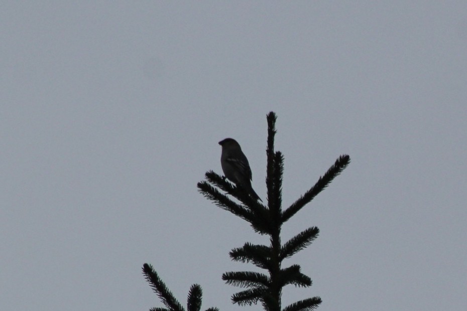 Pine Grosbeak - ML646088371