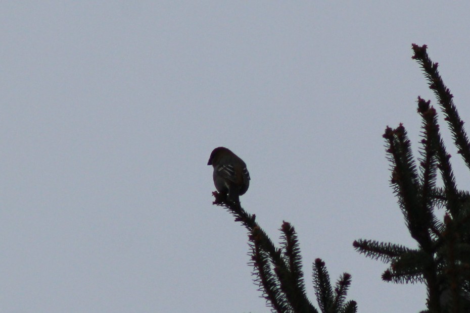Pine Grosbeak - ML646088373