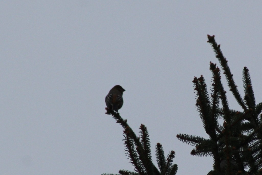 Pine Grosbeak - ML646088374
