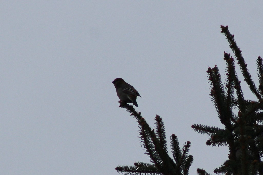 Pine Grosbeak - ML646088375
