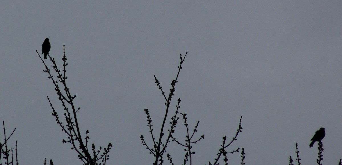 Pine Grosbeak - ML646088376