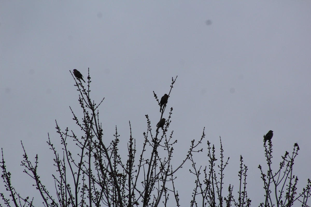 Pine Grosbeak - ML646088377