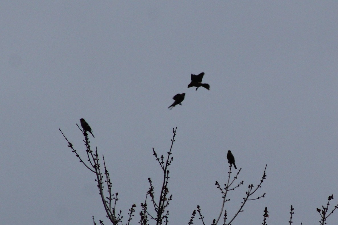 Pine Grosbeak - ML646088378