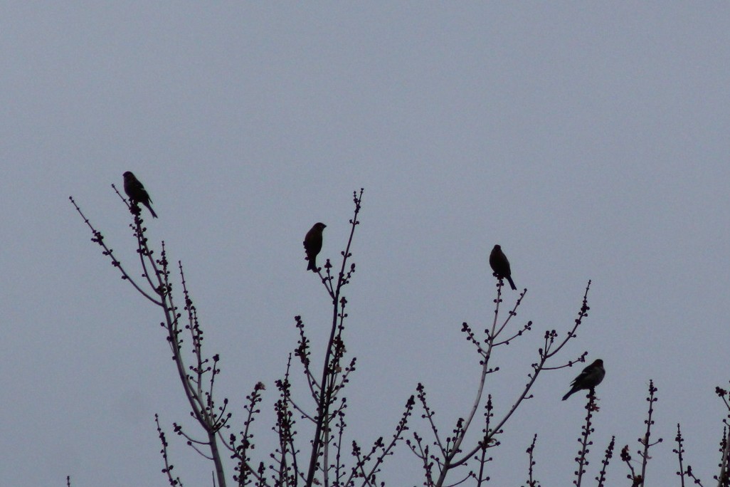 Pine Grosbeak - ML646088379