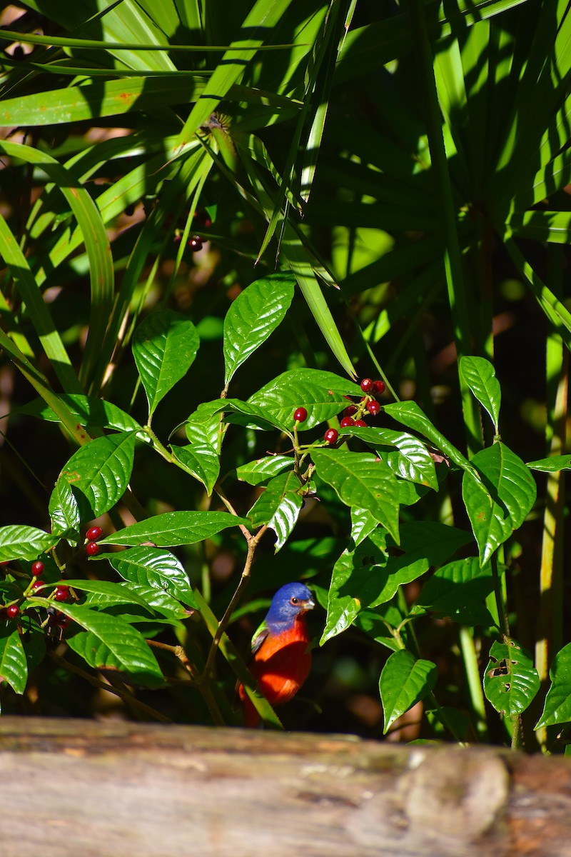 Painted Bunting - ML646088380