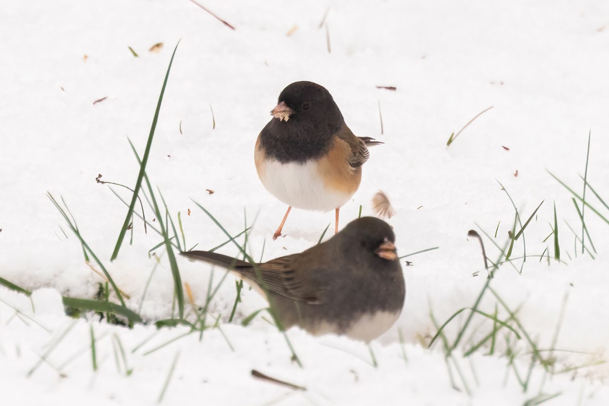 Dark-eyed Junco (Oregon) - ML646088381
