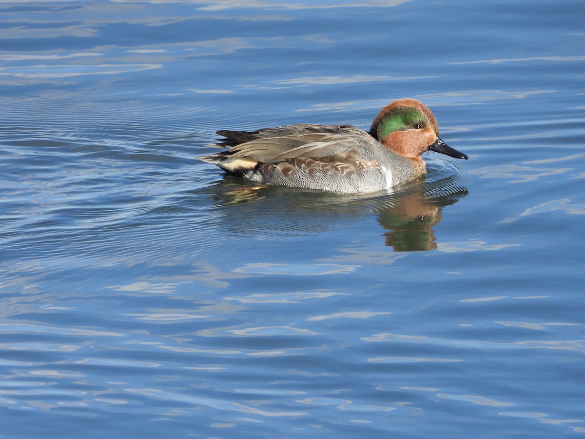 Green-winged Teal - ML646088384
