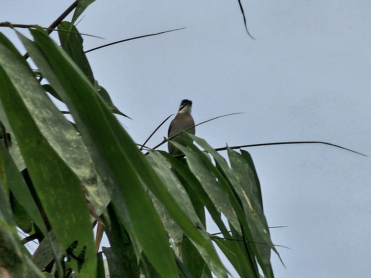 Styan's Bulbul - ML646088387