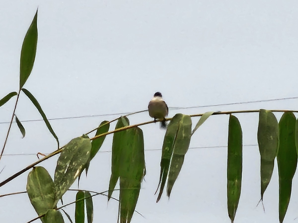 Styan's Bulbul - ML646088388