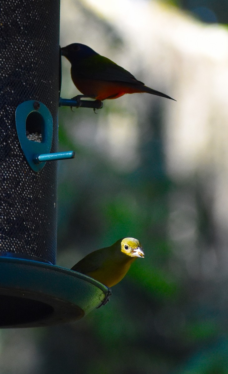 Painted Bunting - ML646088392
