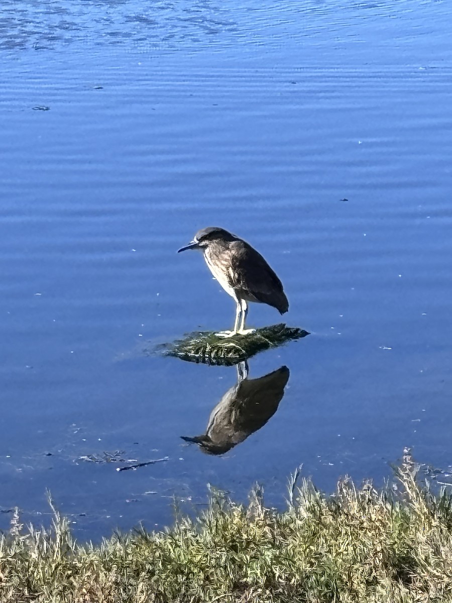 Black-crowned Night Heron - ML646088393
