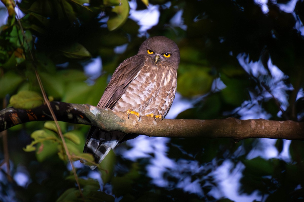 Brown Boobook - ML646088394