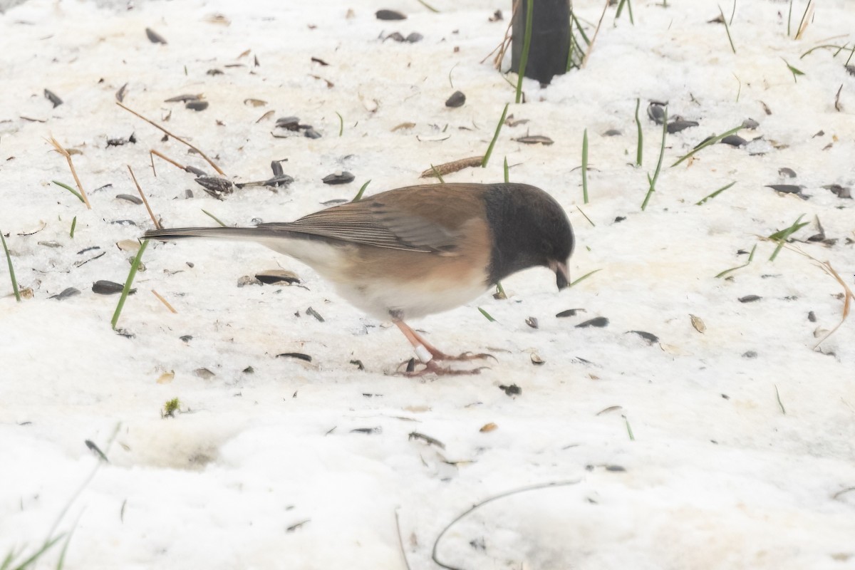 Dark-eyed Junco (Oregon) - ML646088395