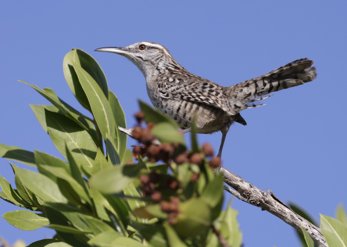 Yucatan Wren - ML646088396