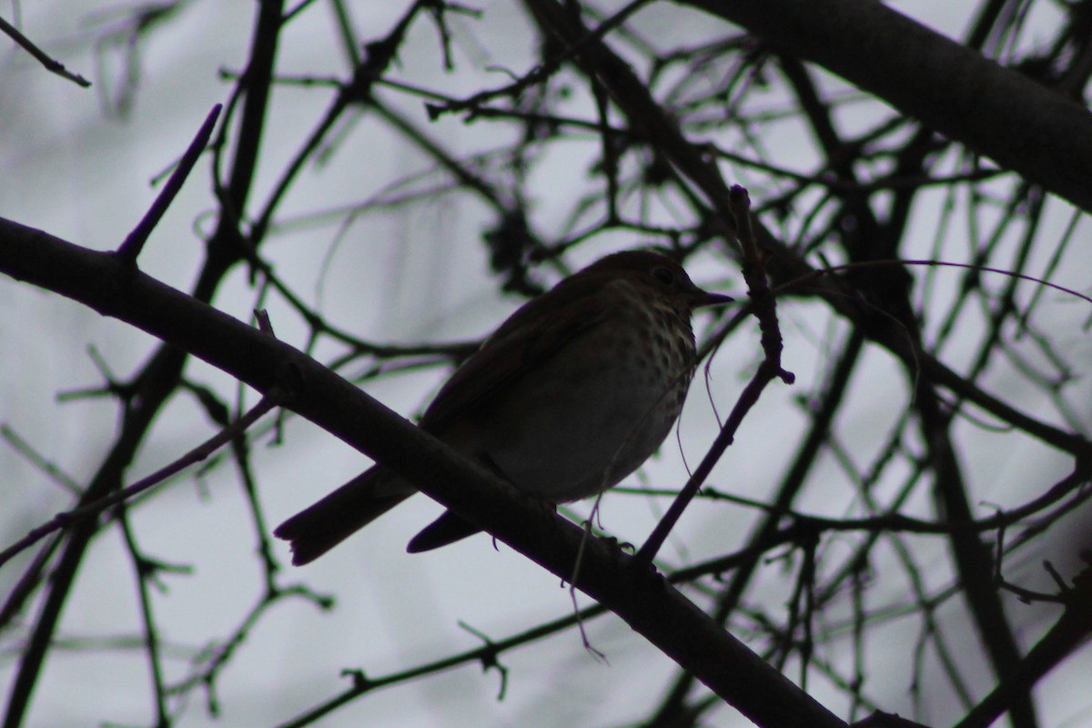 Hermit Thrush - ML646088398