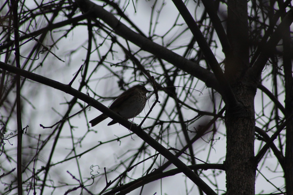 Hermit Thrush - ML646088399