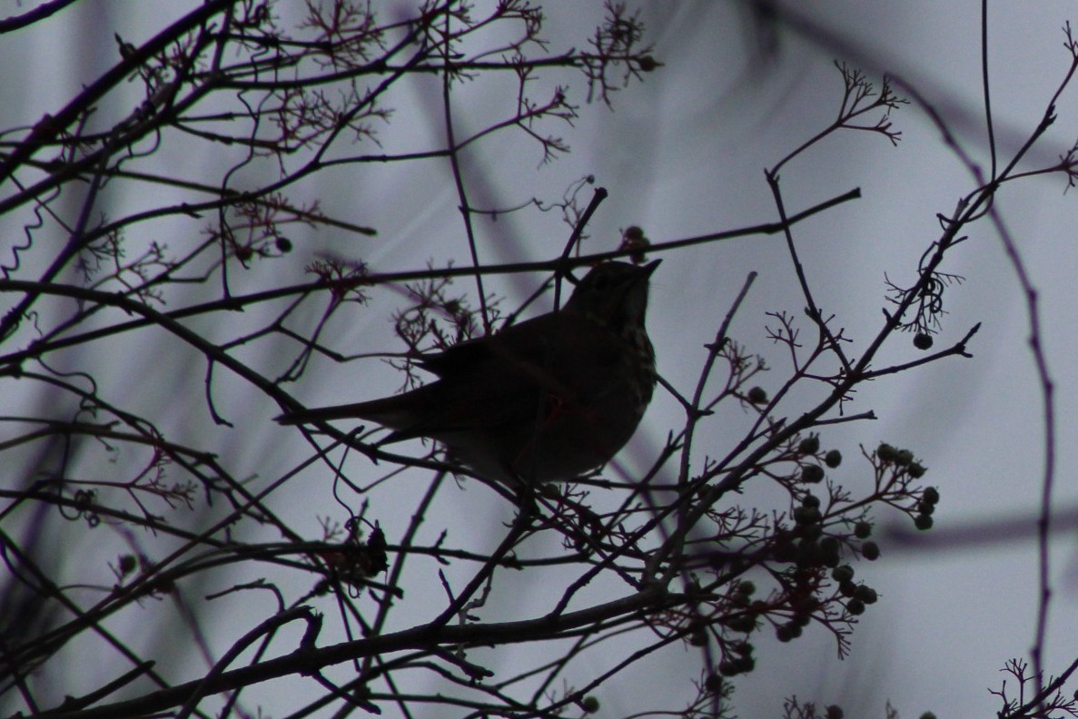 Hermit Thrush - ML646088400