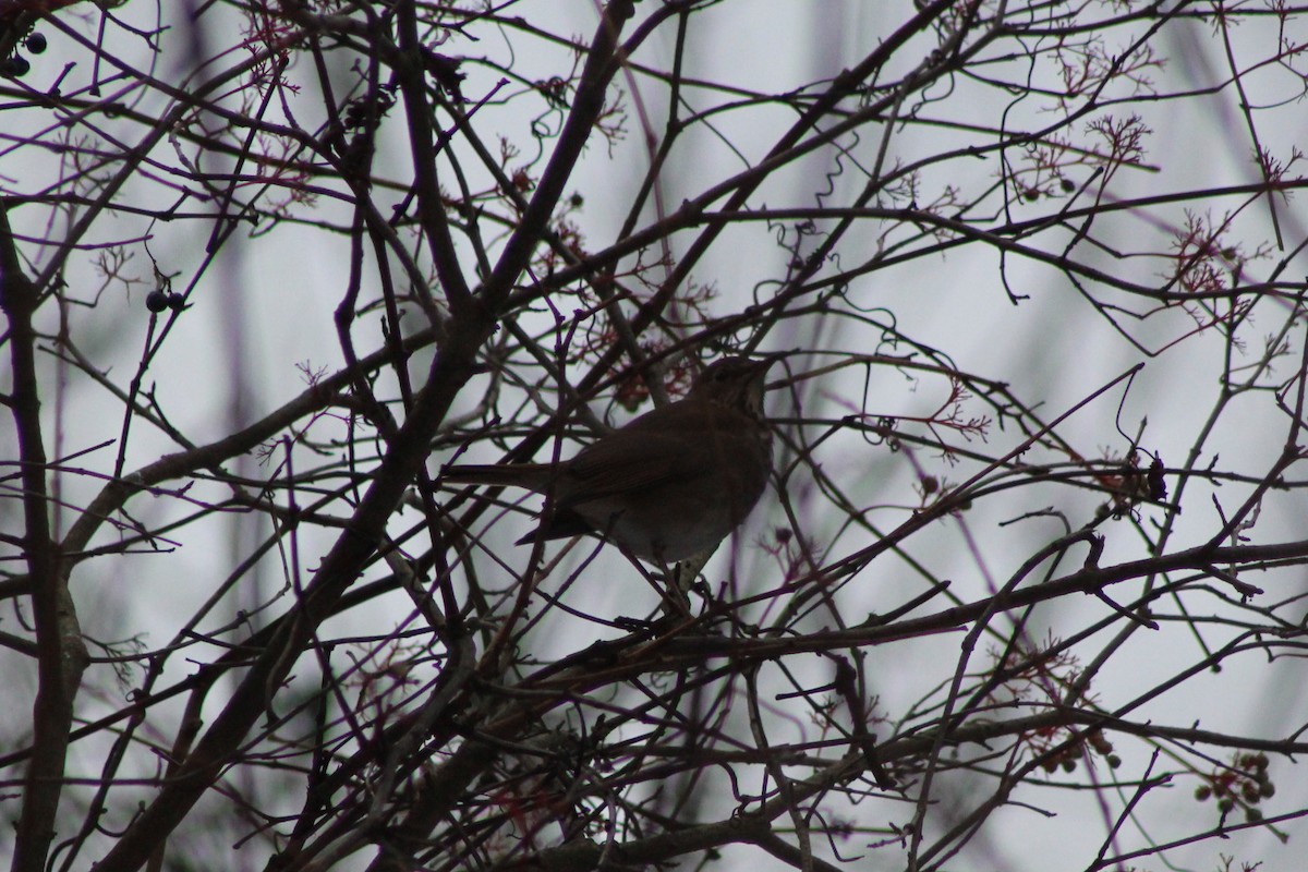 Hermit Thrush - ML646088401