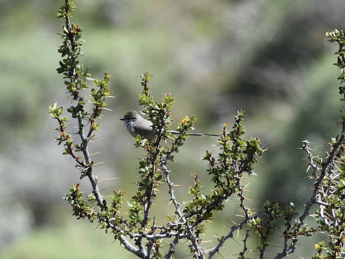 Plain-mantled Tit-Spinetail (pallida) - ML646088402