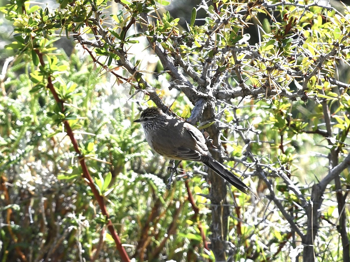 Plain-mantled Tit-Spinetail (pallida) - ML646088403