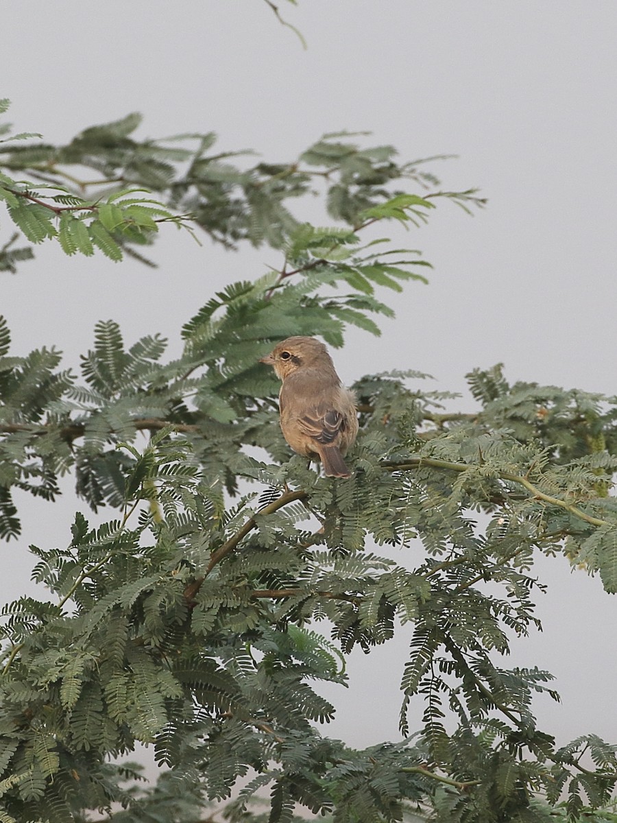 Isabelline Shrike - ML646088404