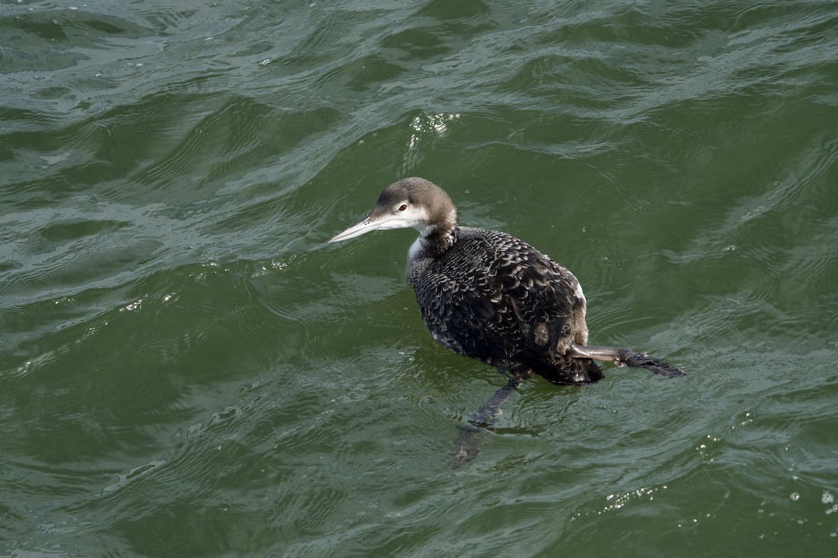 Common Loon - ML646088408
