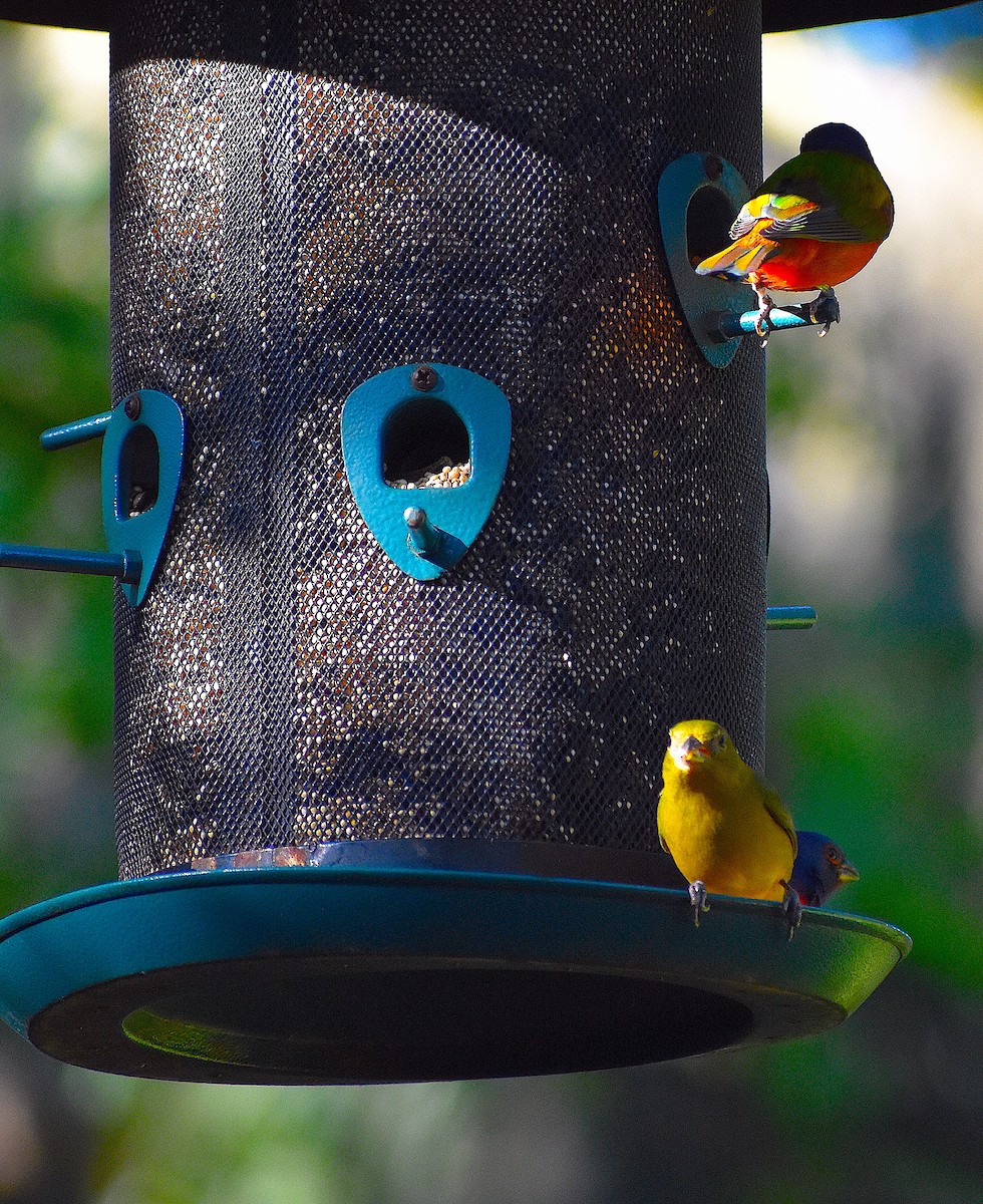 Painted Bunting - ML646088409