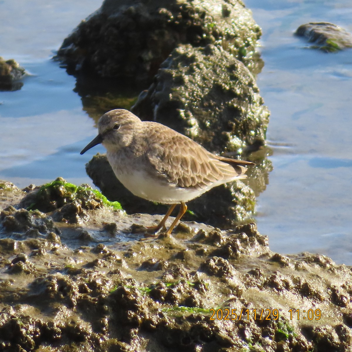 Least Sandpiper - ML646088410