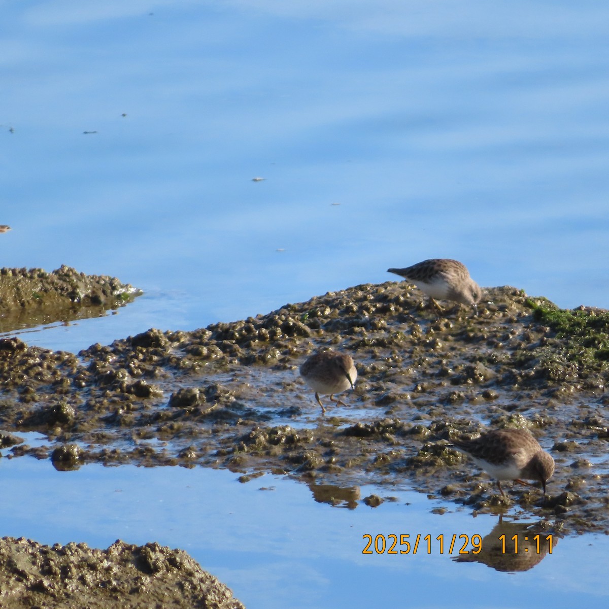 Least Sandpiper - ML646088411