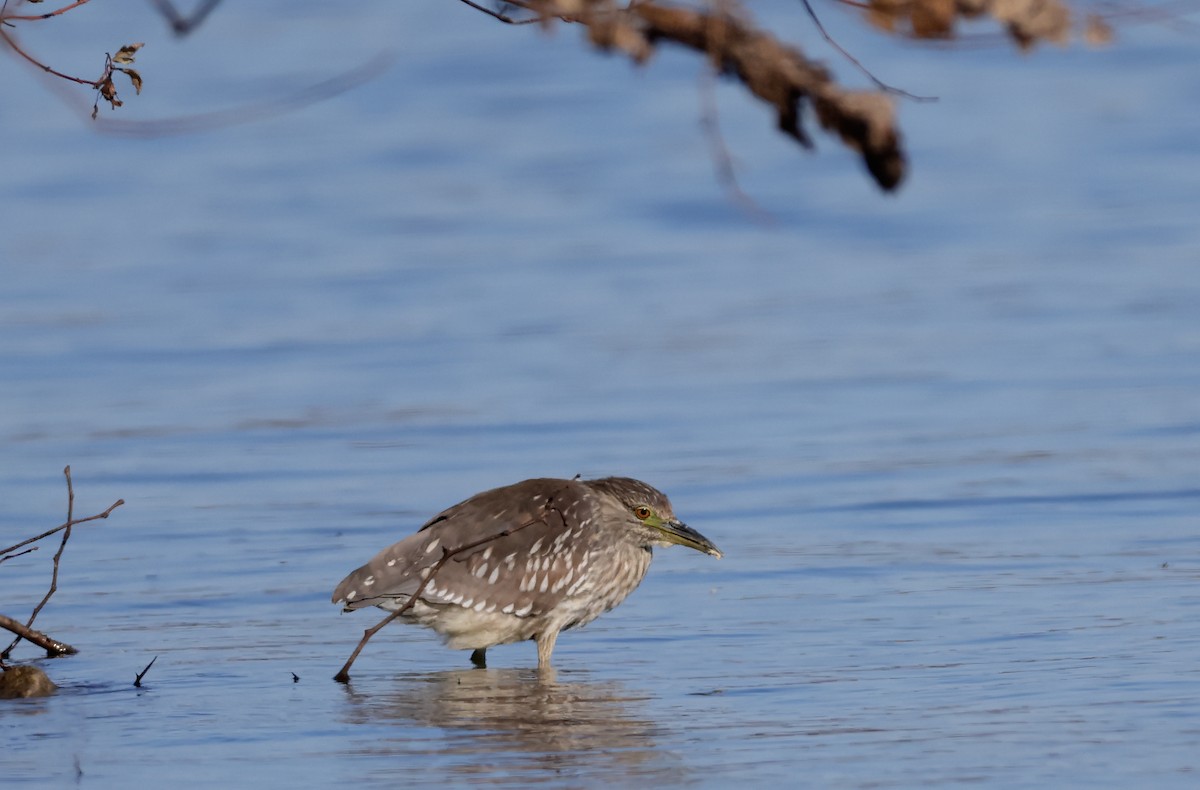 Black-crowned Night Heron - ML646088414