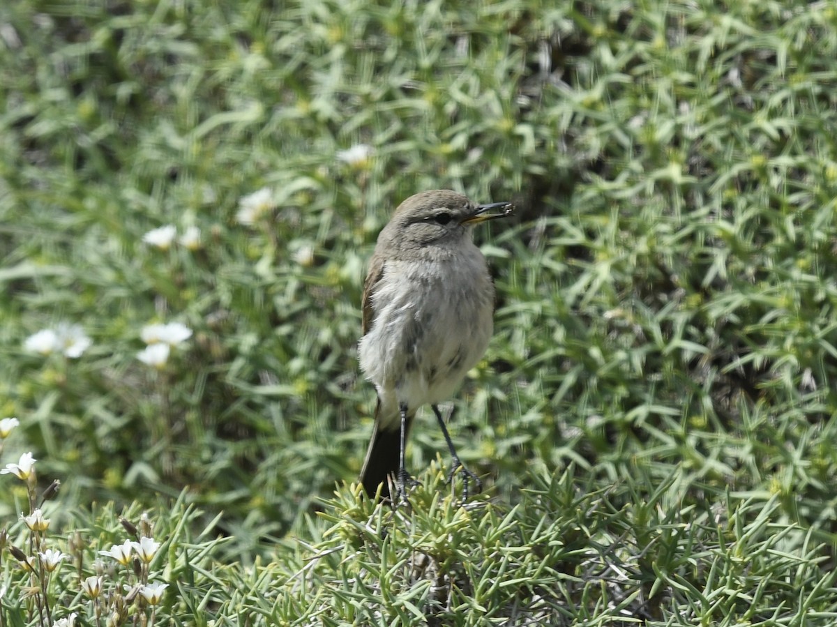 Spot-billed Ground-Tyrant - ML646088416