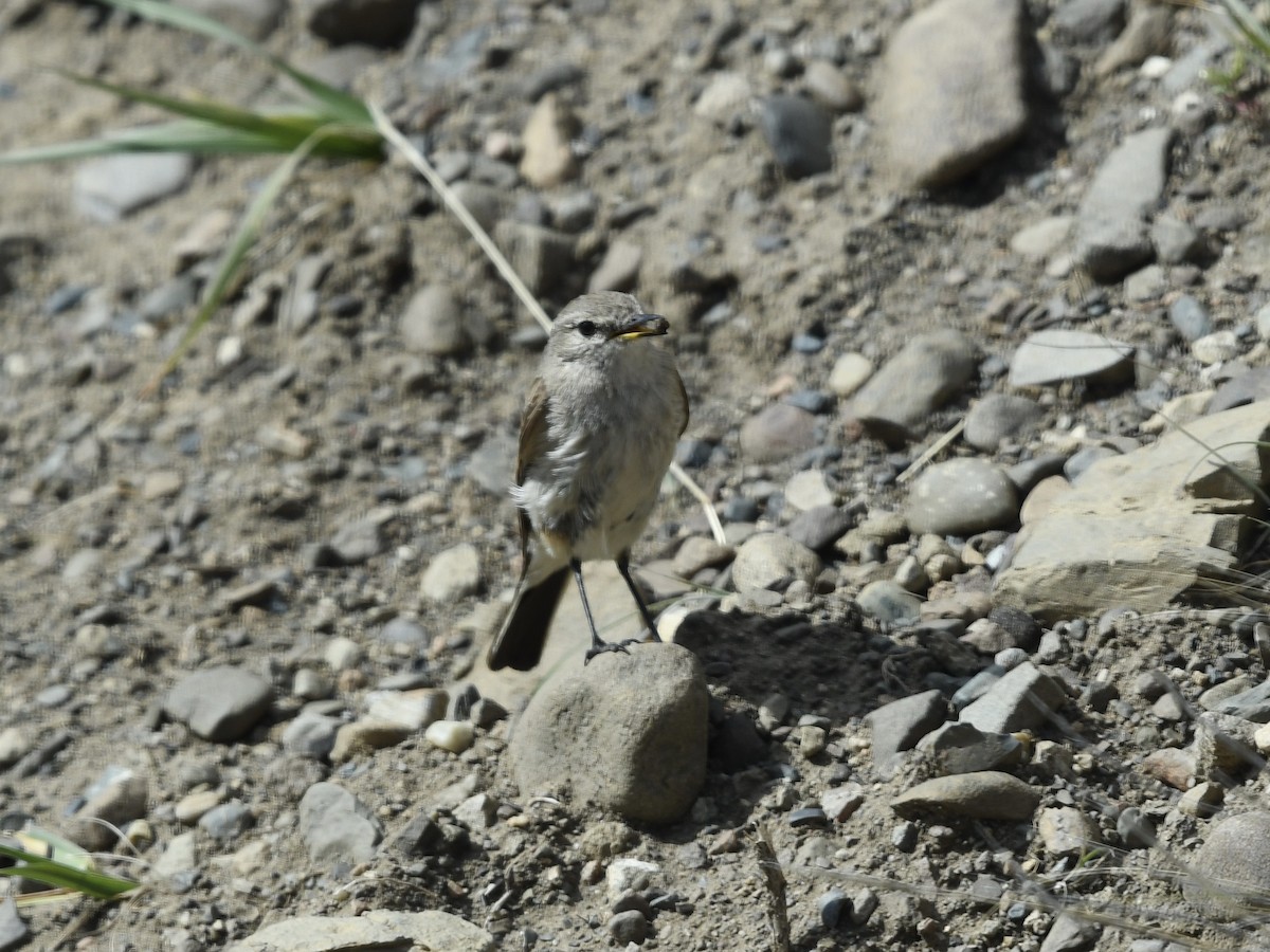 Spot-billed Ground-Tyrant - ML646088417