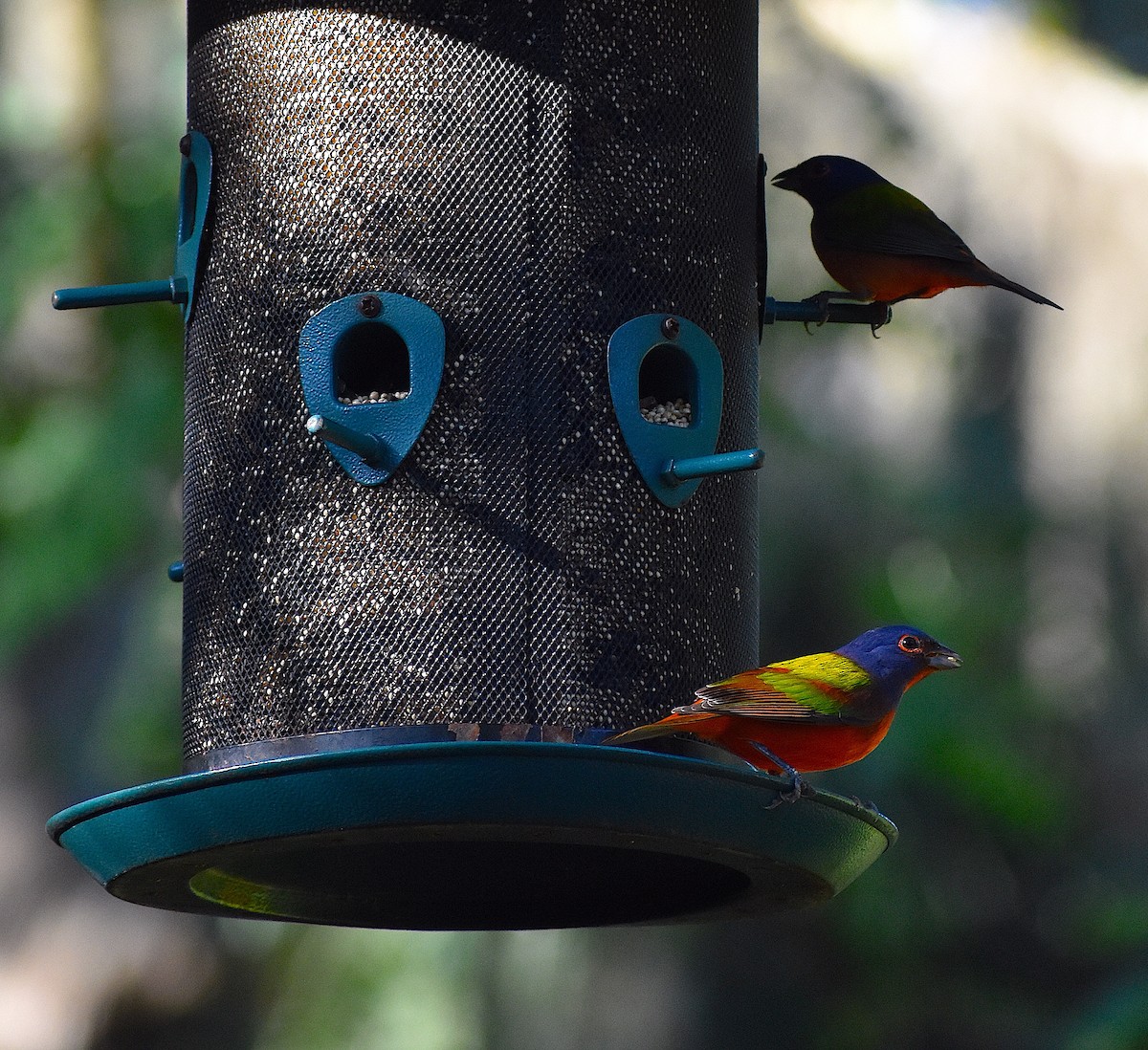 Painted Bunting - ML646088419