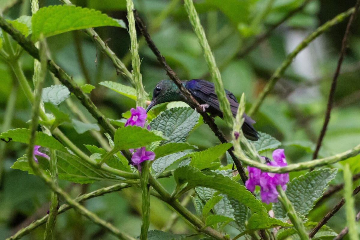 Crowned Woodnymph - ML646088420