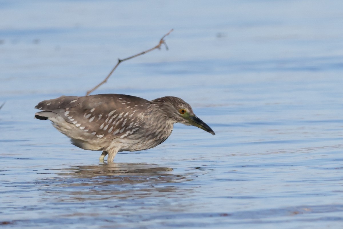 Black-crowned Night Heron - ML646088421