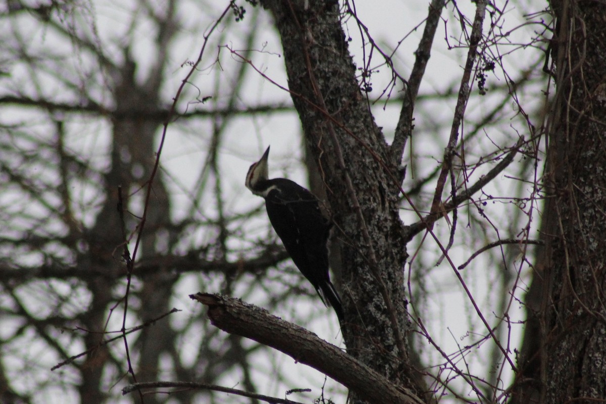 Pileated Woodpecker - ML646088422