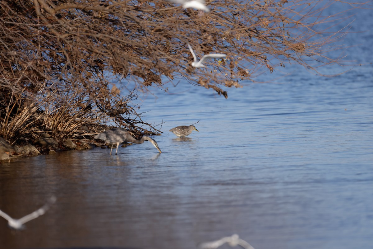 Black-crowned Night Heron - ML646088424