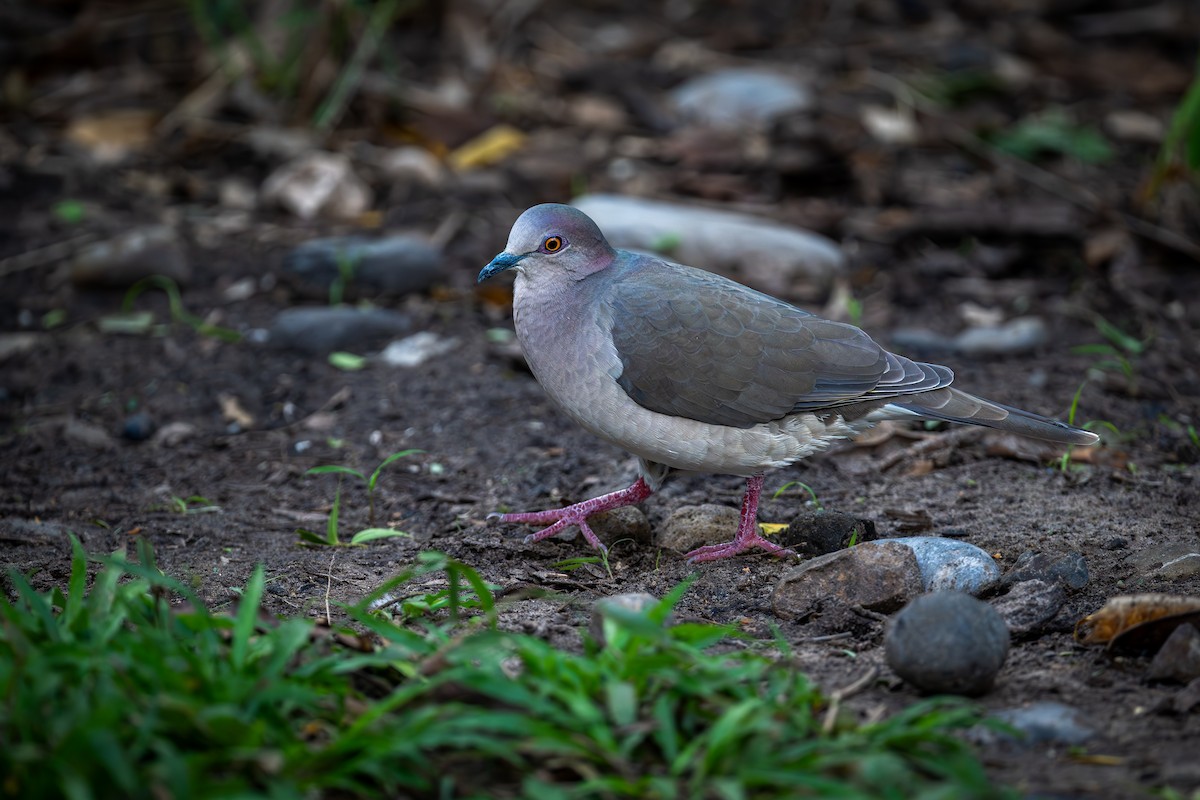 White-tipped Dove - ML646088425