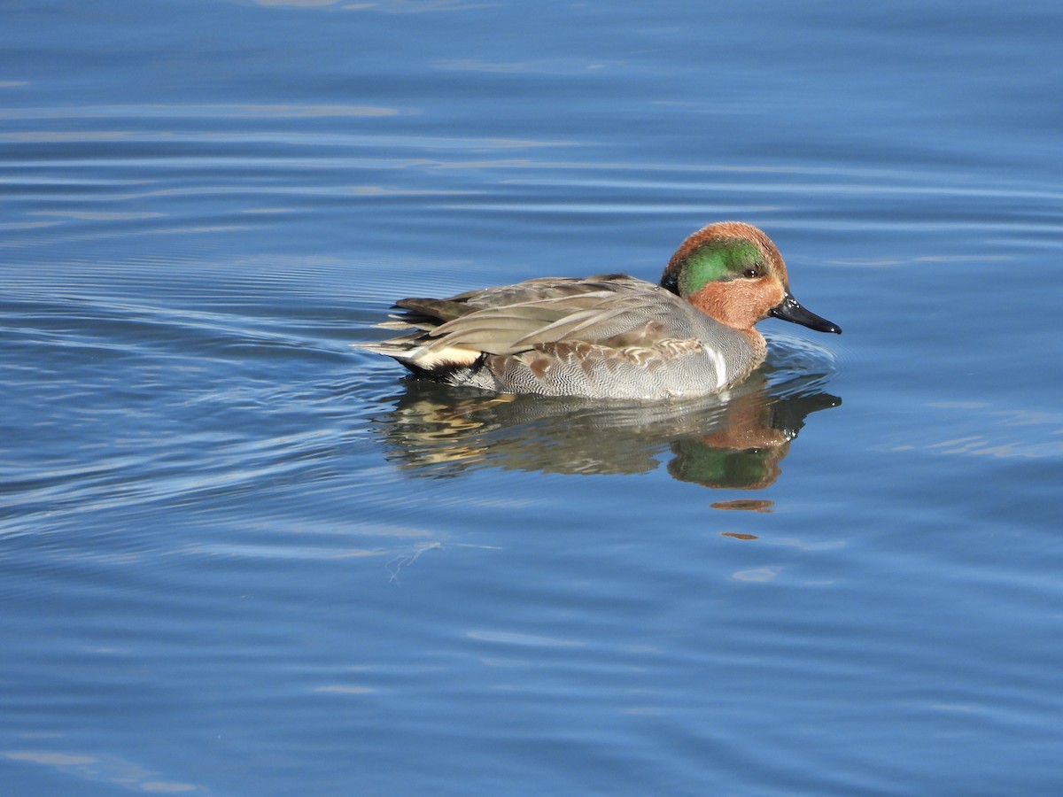 Green-winged Teal - ML646088426
