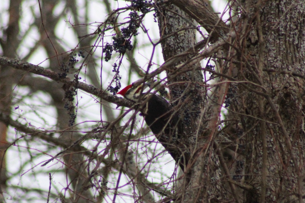Pileated Woodpecker - ML646088429