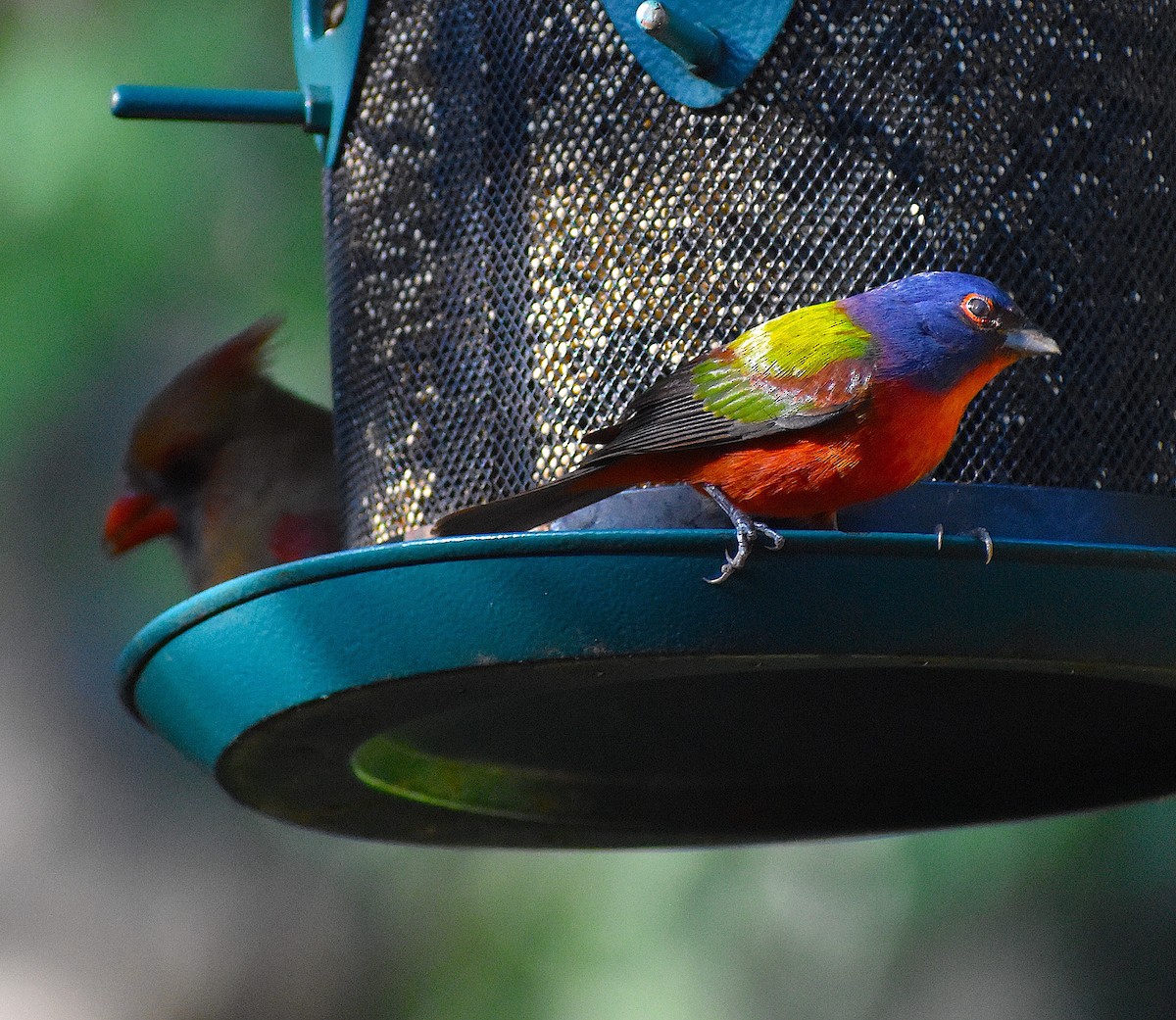 Painted Bunting - ML646088430