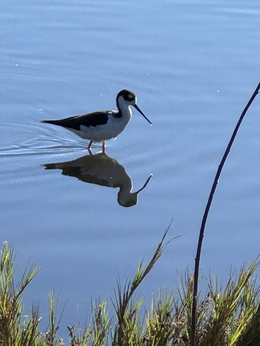 Black-necked Stilt - ML646088432