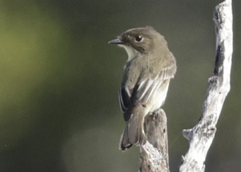 Eastern Phoebe - ML646088435