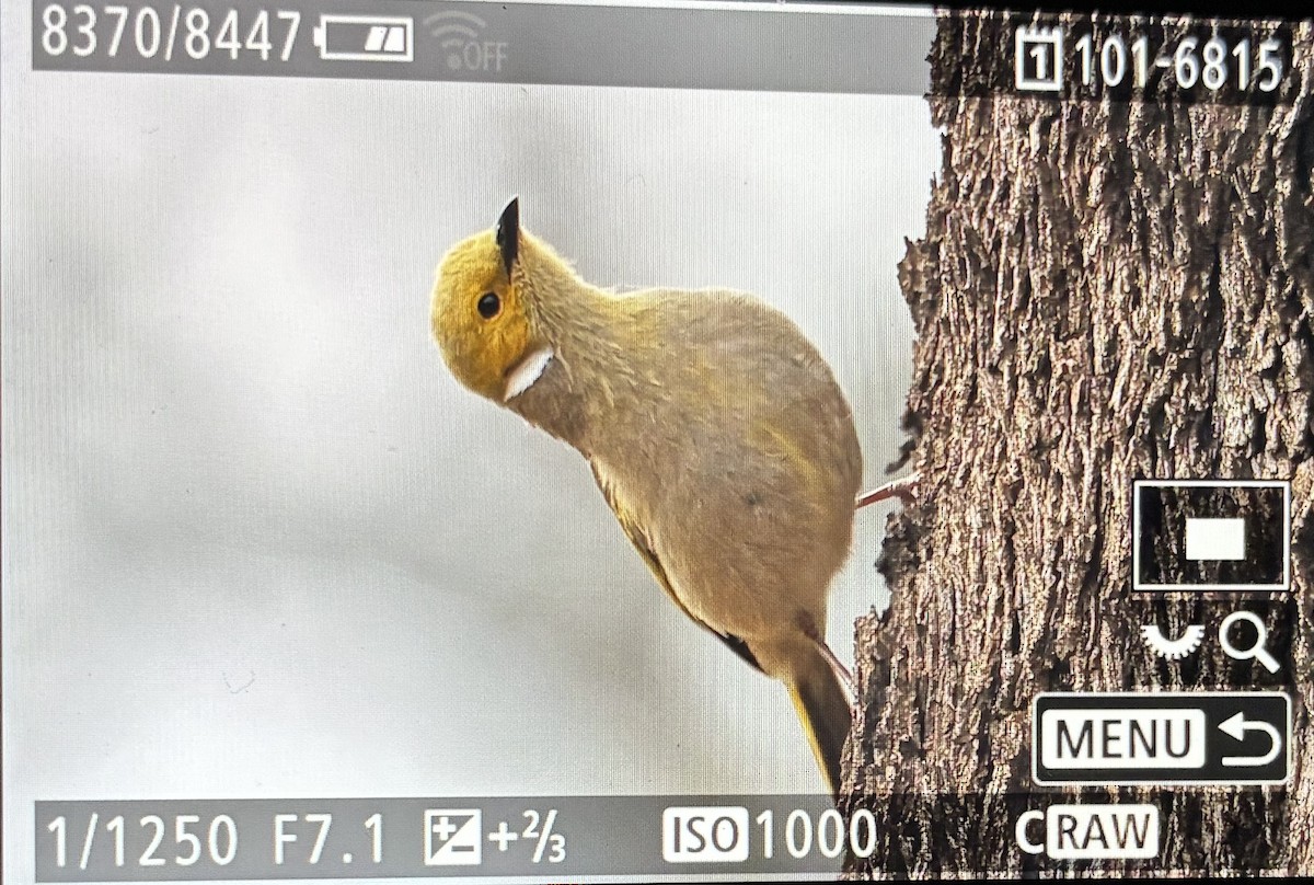 White-plumed Honeyeater - ML646088436