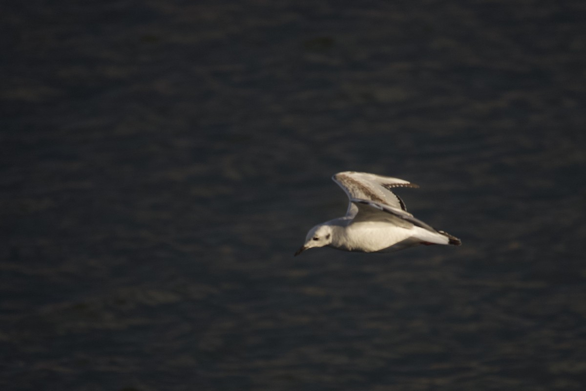 Bonaparte's Gull - ML646088441