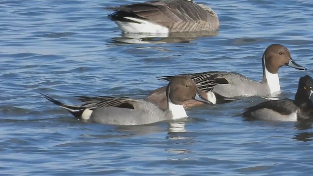 Kılkuyruk - ML646088443