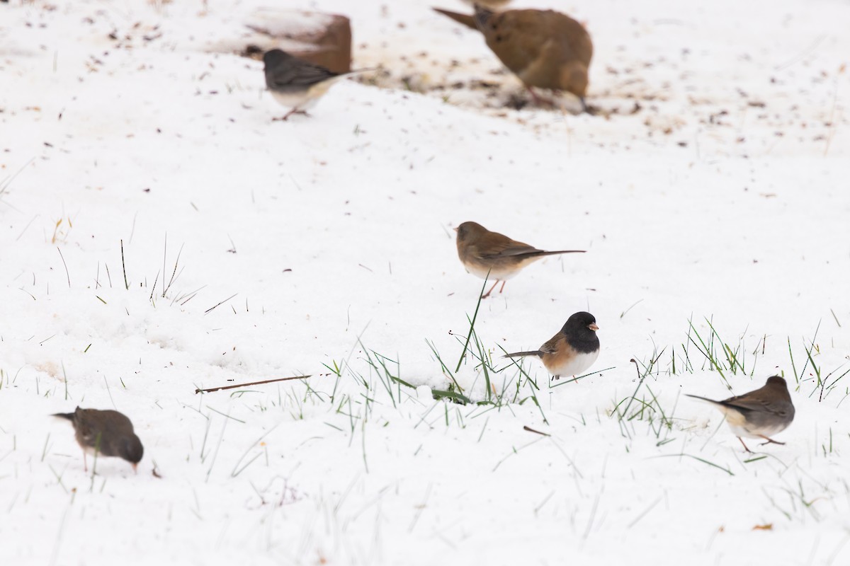 Dark-eyed Junco (Oregon) - ML646088444
